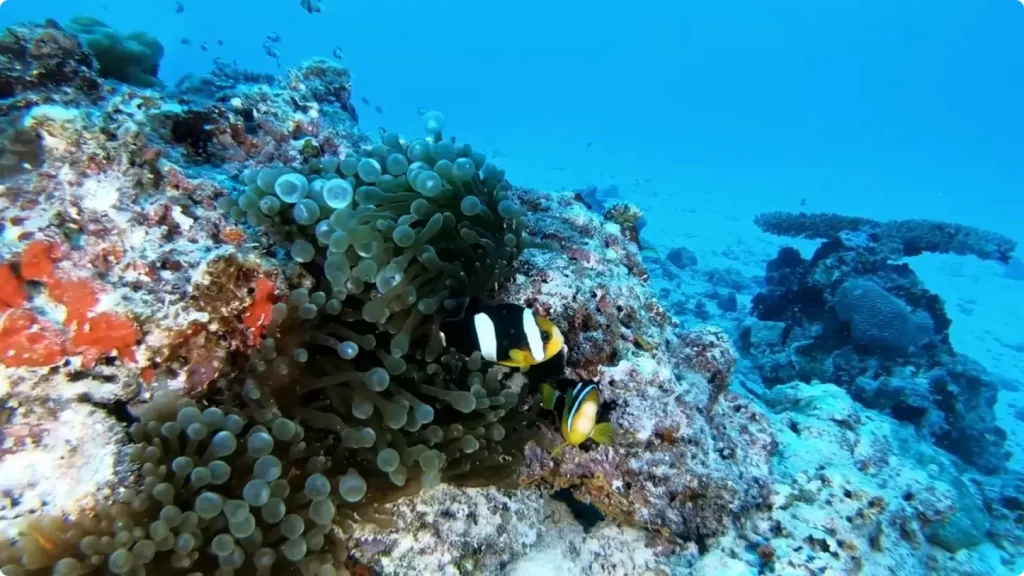 Snorkeling at Catalina Island