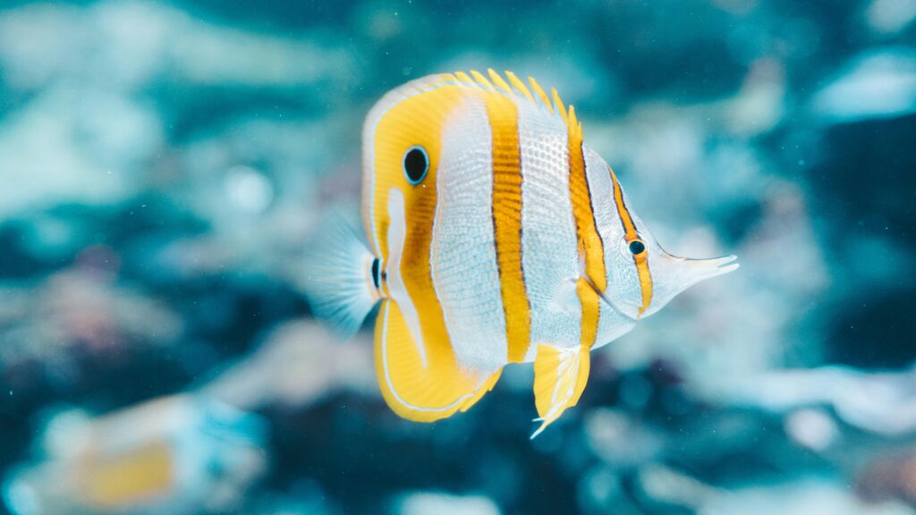 Vibrant close-up of a Copperband Butterflyfish swimming gracefully underwater.