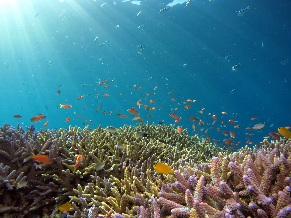 A vibrant coral reef filled with small yellow and orange fish under filtered sunlight in the ocean.