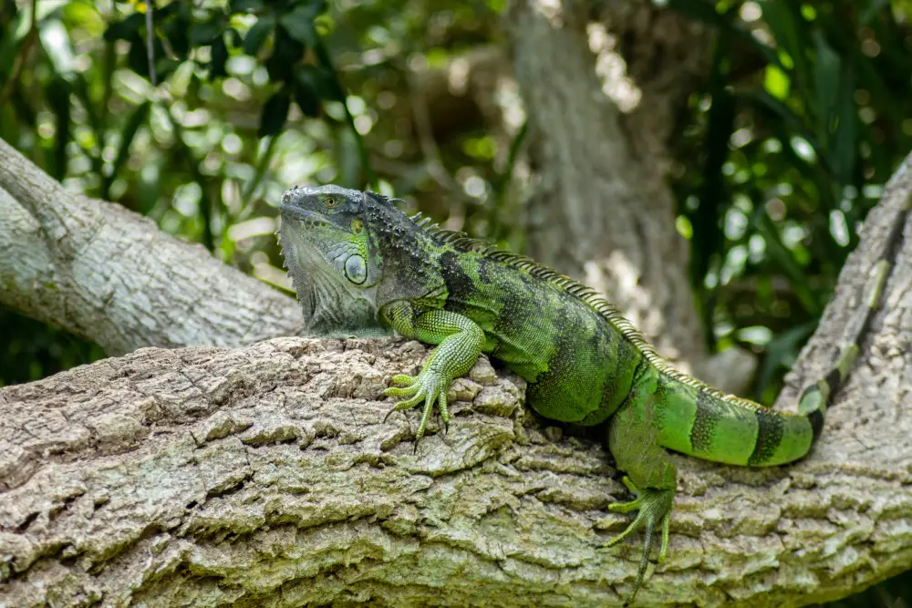A green iguana resting on a tree branch surrounded by lush vegetation.