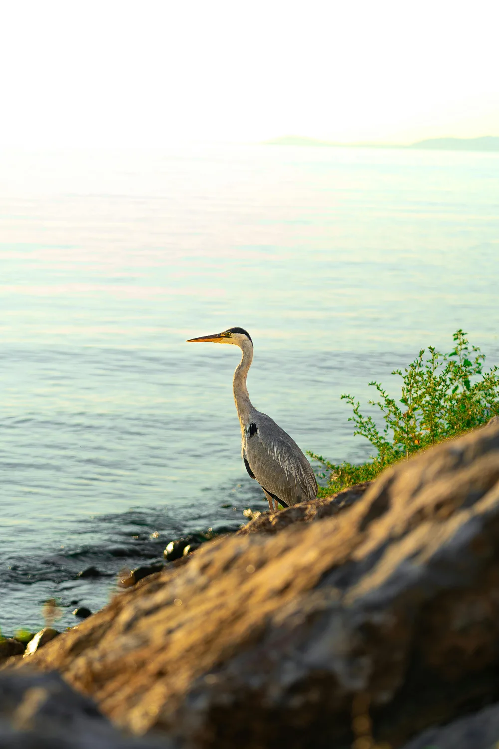 A grey heron rests on rocks by the seashore, with calm water and soft sunrise light in the background.