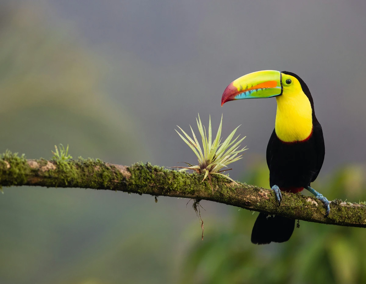 A brightly colored keel-billed toucan perched on a mossy branch in the tropical forest.