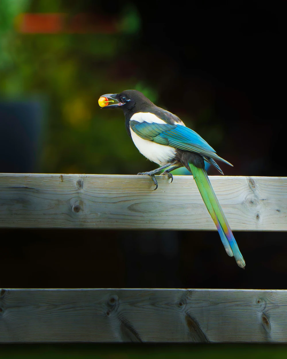 A white-throated magpie-jay with its characteristic crest perched on a fence.