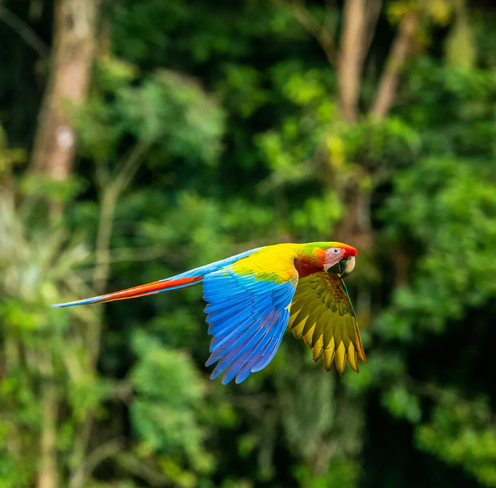 A Scarlet Macaw in flight; an uncommon but highly appreciated sight in the area.
