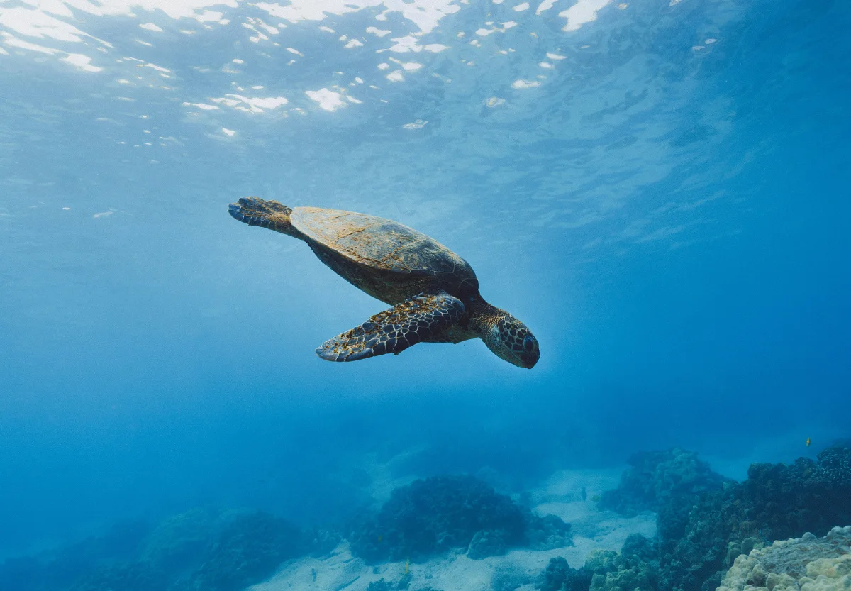 A sea turtle swims in crystal clear blue coastal waters, with sunlight filtering from the surface.
