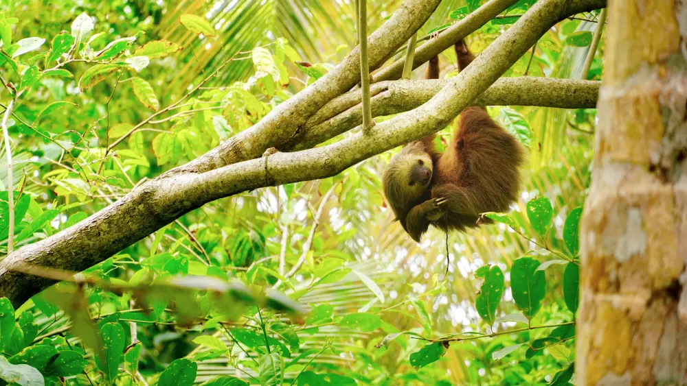 A sloth rests among the tree branches surrounding the property