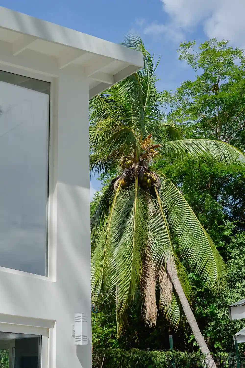 Natural surroundings featuring dense foliage and coconut palms.