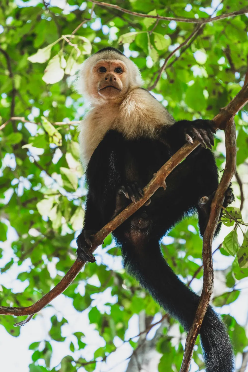 In Playa Hermosa, Costa Rica, visitors often enjoy sightings of white-faced or capuchin monkeys, like this one perched high in a tree.